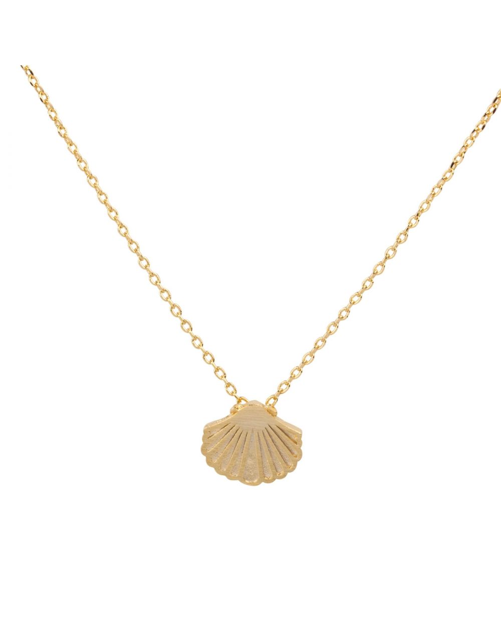 7bis - golden seashell